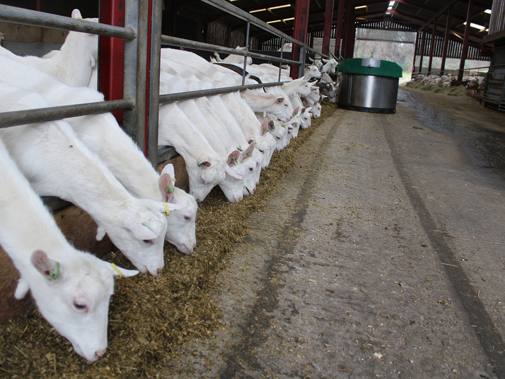 Silotite Pro, protecting haylage for the farmers goats